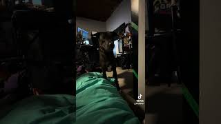 borador puppy doglover doglife dogshorts woof shorts dogsofyoutube labrador bordercollie [upl. by Wojak]