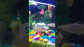 Aquarium fish sleeping aquarium fishbowl CichlidBros [upl. by Ardnuhsor829]