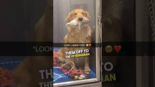 Golden Retriever shows off her new pup ❤️ [upl. by Zoes]