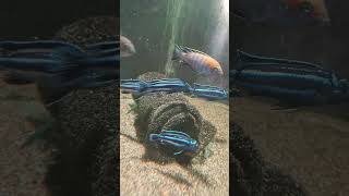 Стая pseudotropheus cyaneorhabdos всем известные как майнгано cichlids afrikancichlids maingano [upl. by Erlinna]