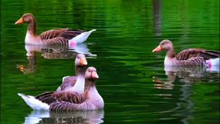 A goose pl geese is a bird of any of several waterfowl species in the family Anatidae [upl. by Natty]