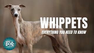 Whippets Dogs 101 Everything You Need To Know [upl. by Yak]