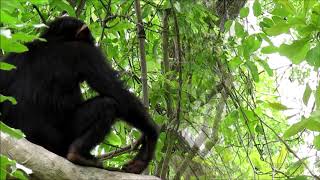 Juvenile Chimpanzee Practices Hunting for Galagos [upl. by Airamanna]