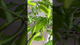 Get your peppers from flowers to fruits If bees arent around you can hand pollinate peppers [upl. by Mcgregor607]