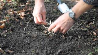 The Planting of hardy Ladys Slipper Orchids in the Garden [upl. by Enieledam924]