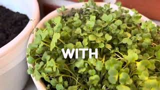 How I Use Sulforaphane [upl. by Waverly]