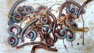 Lots of giant millipedes with giant centipede found in the soil  Nature insect [upl. by Goar]