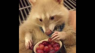 Albino Raccoon Eating Grapes [upl. by Anahcar833]