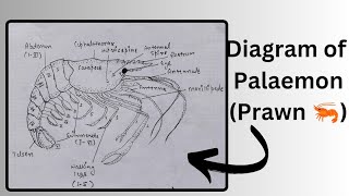 How to draw a diagram of Palaemon the prawn 🦐  easy diagram of Prawn  bharti333 [upl. by Peg]