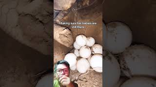 Tortoise laying eggs turtle turtoise greektortoise gianttortoise animals shorts ytshorts yt [upl. by Yeltnerb]