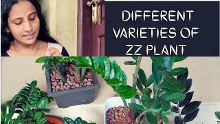 Different Varieties of ZZ Plant [upl. by Tuck]