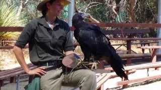 Wedge Tailed Eagle [upl. by Wyly669]