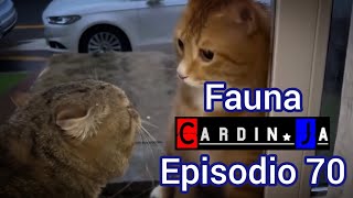 Fauna CardinJa Episodio 70 [upl. by Reinnej]