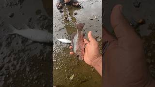 Chemballi and a Walathan Fish were Trapped fishing shorts [upl. by Gen929]