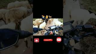 sarathi village life vlogs 🐐 shorts trending viralshorts [upl. by Ardnaiek]