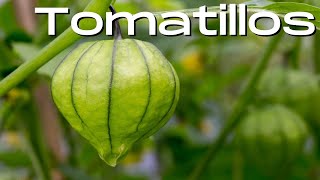 Growing Tomatillo PlantsFor Beginners [upl. by Yelsa428]