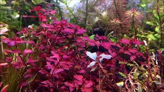 Ludwigia Natans super red  Plants Profile [upl. by Eustace]