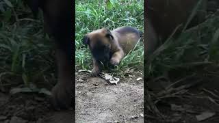 Puppies Belgian Shepherd Malinois  Reservations Canil Malirio malinois dogs [upl. by Ainalem]