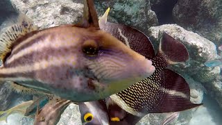 Snorkeling and Freediving on Bonaire  Magnificent underwater world  2023  HD [upl. by Samaria744]