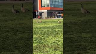 Canada geese honking at my school [upl. by Airotkiv44]