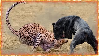 Cane Corso VS Leopard [upl. by Ahsekad]