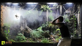 How a Huntsman Spider Returned From the Dead in My Giant Rainforest Vivarium [upl. by Keily]