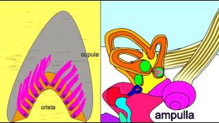 EAR SEMICIRCULAR CANALS PERCEIVE BALANCE [upl. by Elletsirhc]