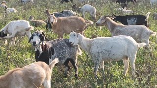 Las cabras estan gordas como pelotas [upl. by Valdis]