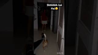 See what happens next😱short explore funny beagle viral video [upl. by Eyllom619]