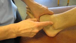 Lateral Malleolus Fibula Ankle Palpation [upl. by Crawley]