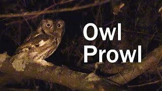 The Owl Prowl [upl. by Ecurb]