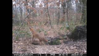 colocation du terrier  renard blaireau et chat forestier [upl. by Akemad]