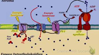 phase photochimique de la photosynthèse [upl. by Assir]