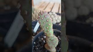 cacto Opuntia basilaris [upl. by Yardley537]