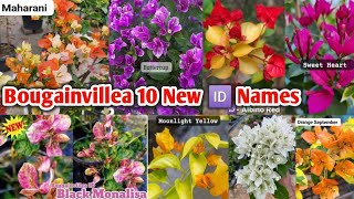 Bougainvillea 🆔 10 new varieties Wholesale Nursery Muchisha [upl. by Farris]