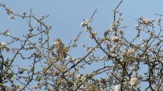 Woodlark 18421 Withington Woods [upl. by Snook28]