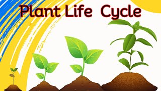 Plant Life Cycle The Secret Life of Plants Unveiling the Remarkable Lifecycle [upl. by Eidoc]