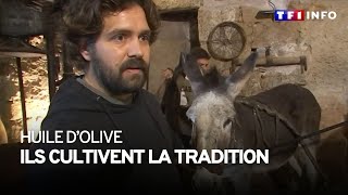 Un savoirfaire ancestral dhuile dolive en Corse [upl. by Aivyls]