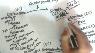 TCA Cycle  Krebs Cycle  Biochemistry  Explanation  PharmaWarrior [upl. by Levina]