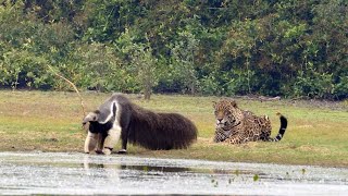 Jaguar Stalks Giant Anteater Only To Watch It Walk Off [upl. by Ahsetel]