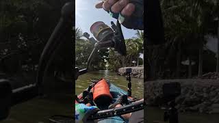 Big Flounder hook up on the 3” nlbn Green Back paddle tail [upl. by Olag97]