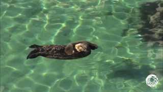 Otterly Adorable A Wild Sea Otter Mom and Pup Visit the Aquariums Great Tide Pool [upl. by Violeta]