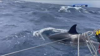 Dramatic video of killer whales attacking boats in Spain [upl. by Kulda]