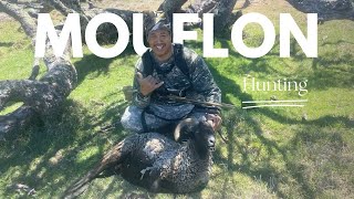 HUNTING WILD MOUFLON amp MAKING delicious KILAWIN Filipino Ceviche [upl. by Nojel]