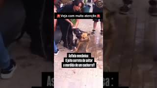 COMO FAZER UM CACHORRO SOLTAR OUTRO NUMA BRIGA pets adestramento cachorro memes cachorros [upl. by Pournaras]