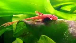 Сом лорикария красная Red Lizard loricaria продажа оптом [upl. by Shreeves514]