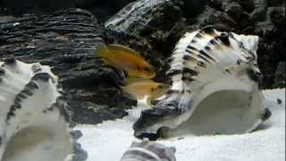 Lamprologus Ocellatus Gold [upl. by Naejeillib]