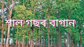 Sal Tree  Sal tree plantation Assam  শাল গছৰ এখন ধুনীয়া বাগান । [upl. by Ariane530]