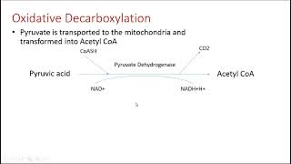 شرح Pyruvate Metabolism  Biochemistry [upl. by Searle]