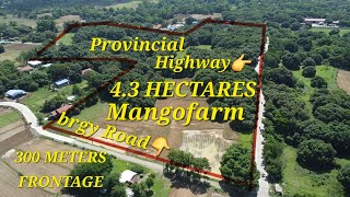 vlog 471 MANGOFARM IN POZZOROBIO PANGASINAN 43 HAS [upl. by Daisy]